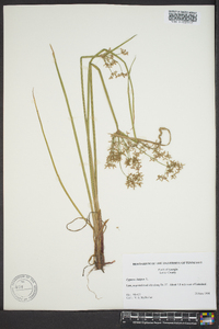 Cyperus haspan image