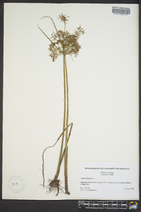 Cyperus haspan image