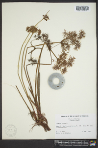 Cyperus haspan image