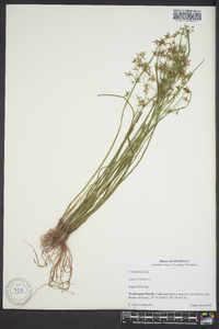 Cyperus haspan image