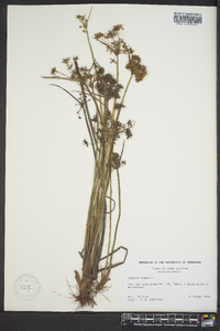 Cyperus haspan image