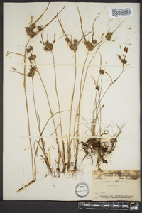 Cyperus retroflexus image