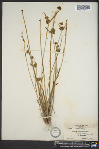 Cyperus houghtonii image