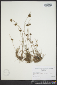 Cyperus houghtonii image