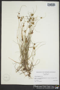 Cyperus houghtonii image