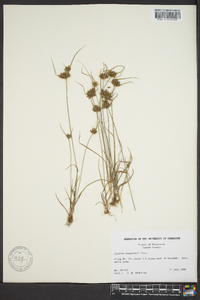 Cyperus houghtonii image