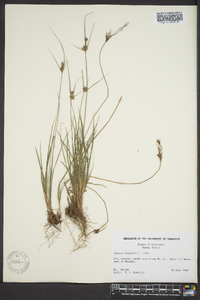 Cyperus houghtonii image