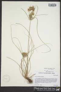 Cyperus retroflexus image