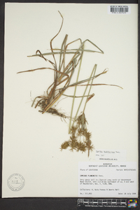 Cyperus hystricinus image