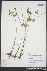 Cyperus iria image