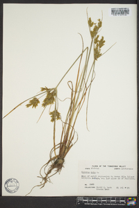 Cyperus iria image