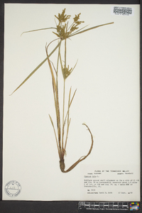 Cyperus iria image