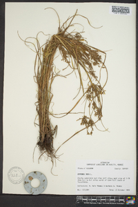 Cyperus iria image