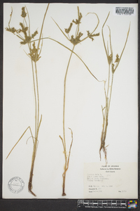 Cyperus iria image