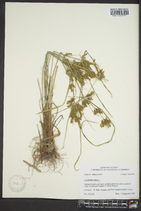 Cyperus iria image