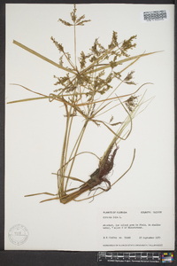 Cyperus iria image