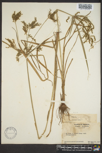 Cyperus iria image