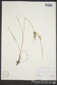 Cyperus iria image