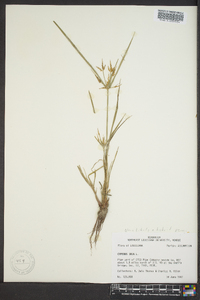 Cyperus iria image