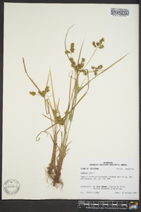 Cyperus iria image