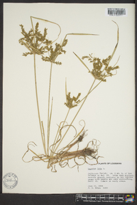 Cyperus iria image