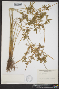 Cyperus iria image