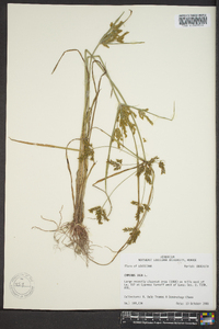 Cyperus iria image