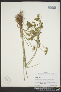 Cyperus iria image