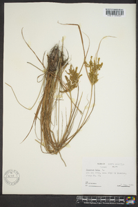 Cyperus iria image