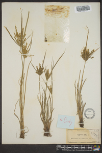 Cyperus iria image