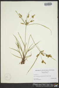 Cyperus iria image