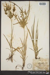 Cyperus iria image