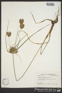 Cyperus lancastriensis image