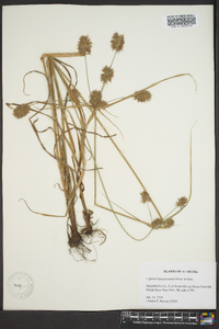 Cyperus lancastriensis image