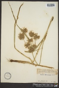 Cyperus lancastriensis image