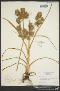 Cyperus lancastriensis image