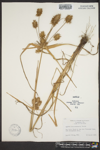 Cyperus lancastriensis image