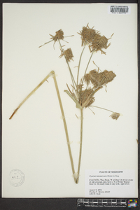 Cyperus lancastriensis image