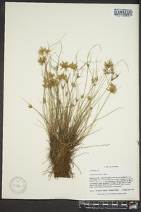 Cyperus lanceolatus image