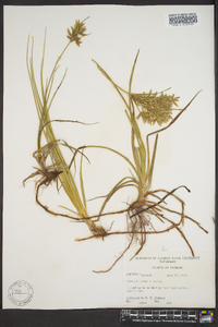 Cyperus lecontei image