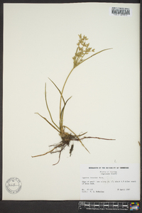 Cyperus lecontei image