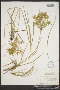 Cyperus lecontei image