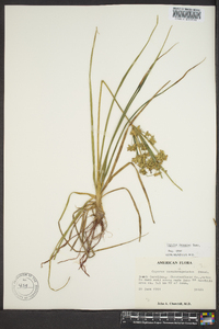 Cyperus lecontei image