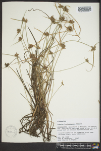 Cyperus louisianensis image