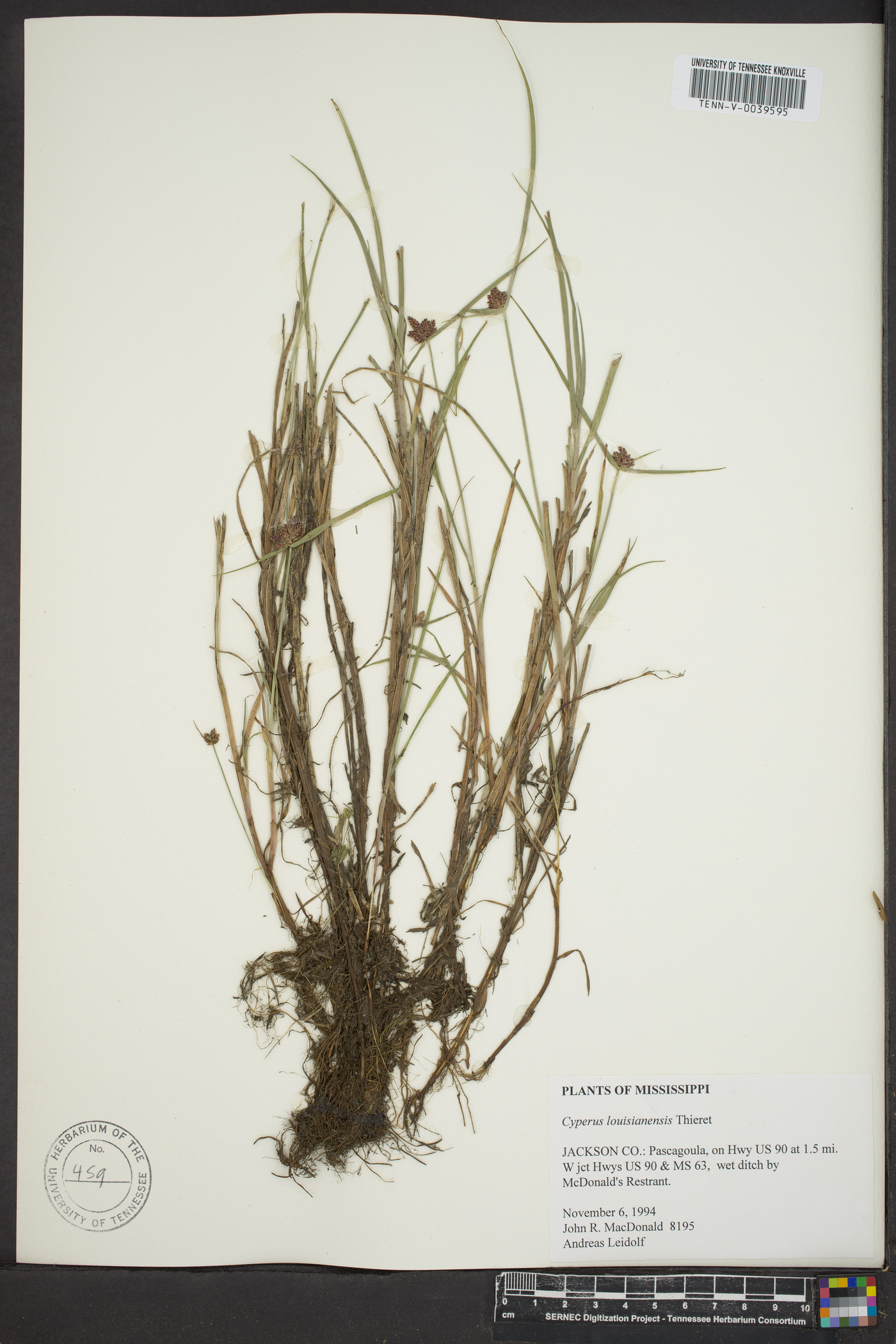 Cyperus louisianensis image