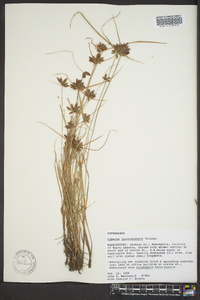 Cyperus louisianensis image