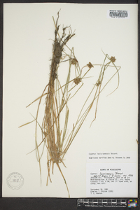 Cyperus louisianensis image