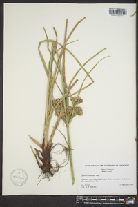 Cyperus ochraceus image