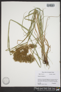 Cyperus ochraceus image