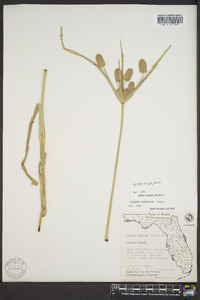 Cyperus ovatus image